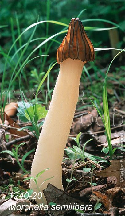 Morchella semilibera - Mushroom.Pro