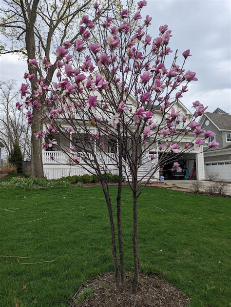 Saucer Magnolia Tree In Bloom Northern Illinois Late April 2022