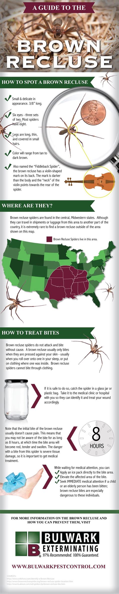 7 Best First Aid Be Aware If What Is Poisonous And Dangerous Spider