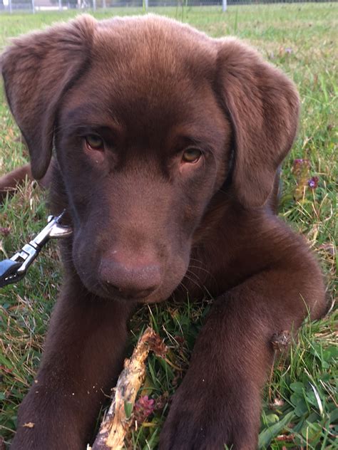 7 4 Months Old Premium Labrador S Dog Puppy For Sale Or Adoption