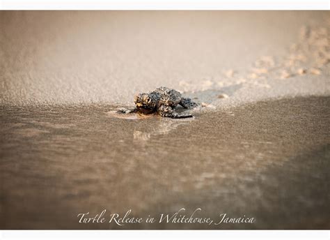 Wildlife Photography Hawksbill Turtle Hatchlings In Jamaica