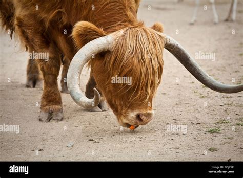 A Scottish Highlander Cattle Eats A Carrot At The African Safari
