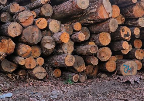 Cut Tree Logs Pile Stacked On Side Of The Road Stock Photo Image Of