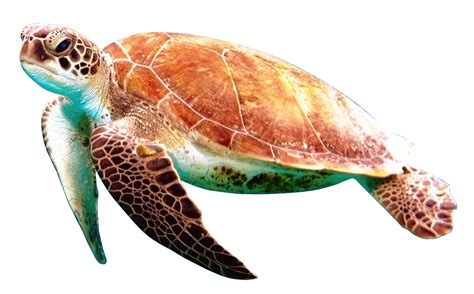 Turtle PNG Transparent Image - PngPix png image