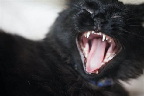 Free Stock Photo Of Black Cat Cat Cat Yawning