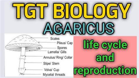 Tgt Biologyfungi Agaricus Life Cycle Youtube