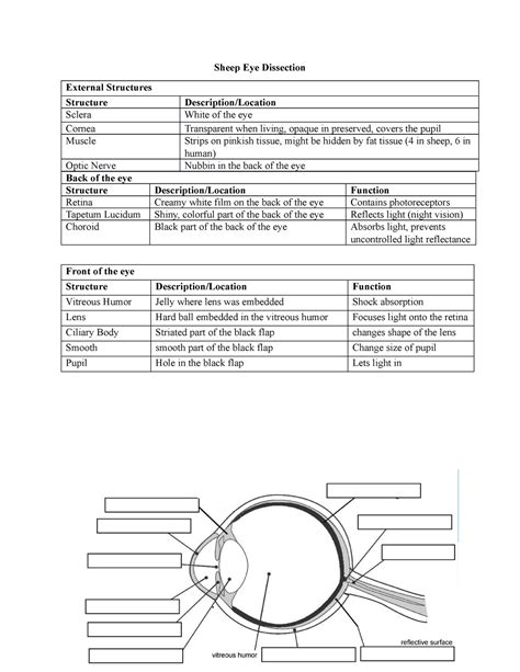 Sheep Eye Dissection Study Guide With Answers Sheep Eye Dissection