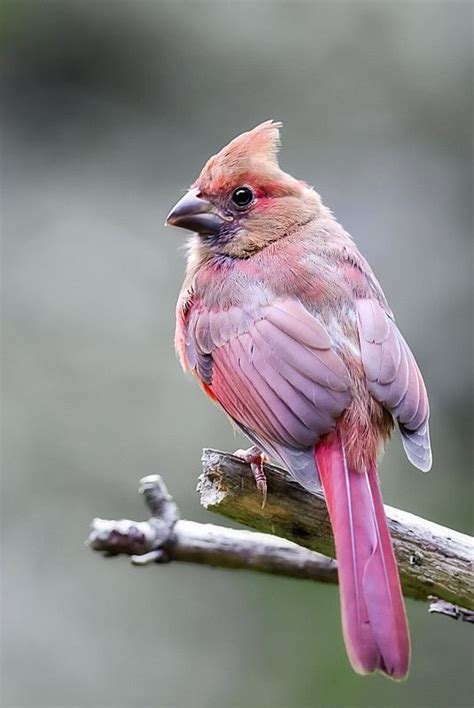Pink Young Cardinal Misc Pinterest Cardinals Bird And Feathers