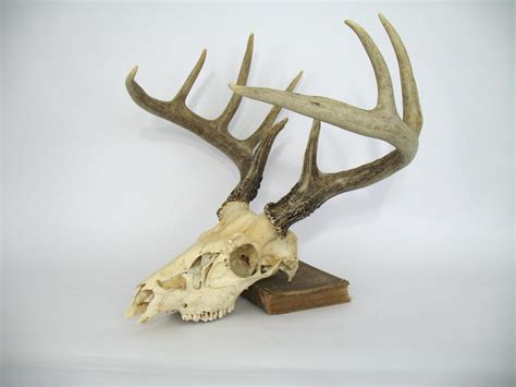 Pin By Ann Manly On Bone Warrior In 2020 Deer Skulls Deer Skull