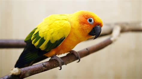 Baby Parrot Wallpaper Hd 19748 Baltana