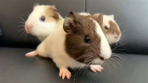 Excited Baby Guinea Pigs Wheeking Loudly Youtube