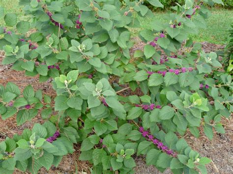 Florida Native Plant Society Blog American Beautyberry Purple Now