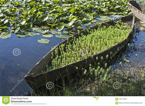 Wooden Flat Bottom Boats Stock Image Image Of Lake