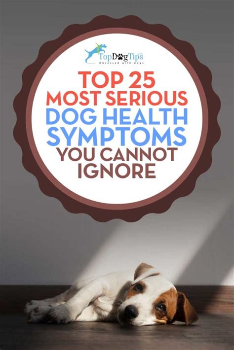 25 Very Serious Dog Health Symptoms That You Should Never Ignore