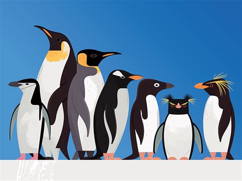 Read along with an academy educator to learn about pierre, one of the aquarium's most famous flippered residents. Penguins by Alexander Vidal on Dribbble