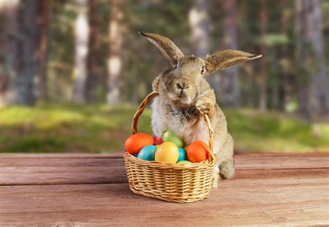 When Does The Easter Bunny Come Story Behind The Famous Rabbit We Celebrate At Easter And
