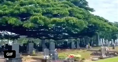 Massive Tree Over A Cemetery 9GAG