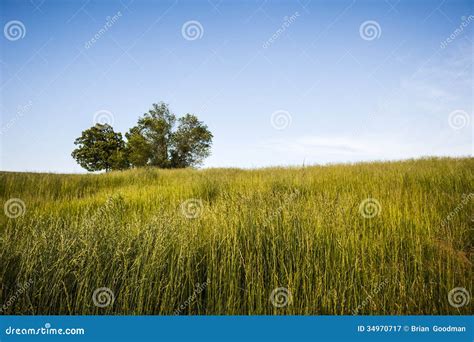 Grass Royalty Free Stock Photography Image 34970717