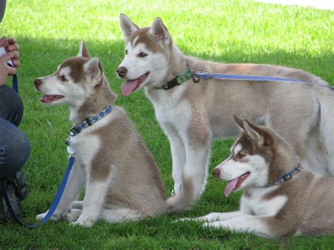 This range in price can be dependent on. The Price Range for Siberian Husky Puppies?