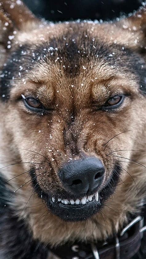 Angry German Shepherd Dog Wallpaper Backiee