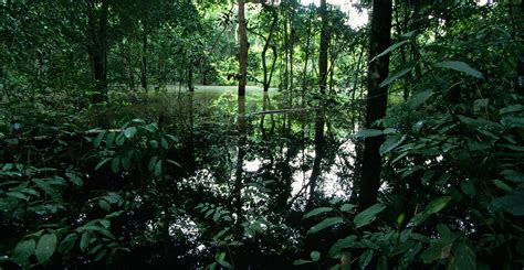 Earth Floor Biomes Tropical Rainforest Carpet Vidalondon