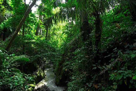 Green Wild Jungle Forest And Flowing River — Stock Photo © Man64 170945236