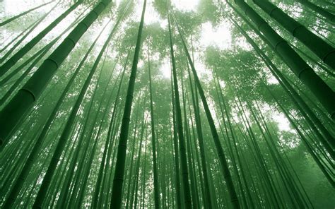Bamboo Wallpapers Best Wallpapers Posted By Ethan Anderson