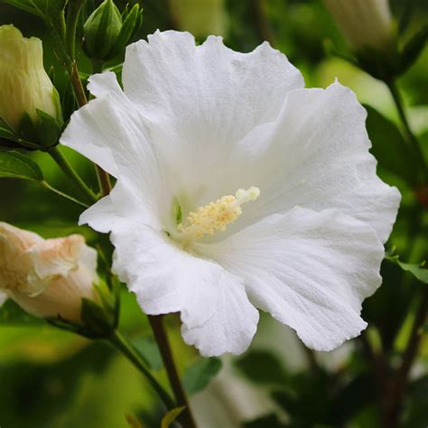 Hibiscus Syriacus ‘white Pillar Pépinières Rouxel