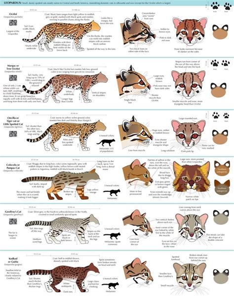 Different Big Cats Species Funny Cat Faces
