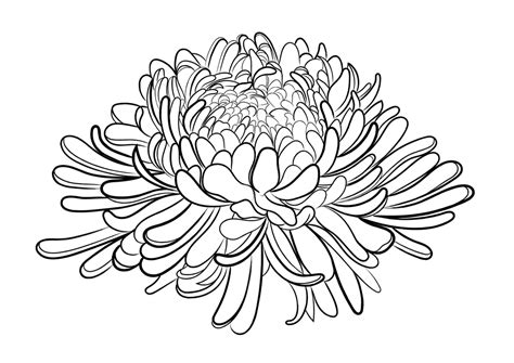 Chrysanthemum Flower Line Drawing Art Print By Adam Regester