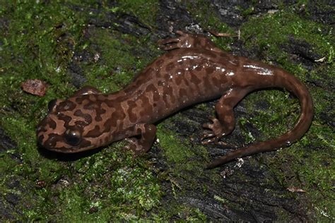 California Giant Salamander Dicamptodon Ensatus San Mateo Flickr