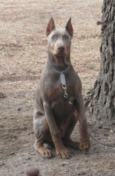 New Photos Of Max Our Fawn Doberman Forum Doberman Breed Dog