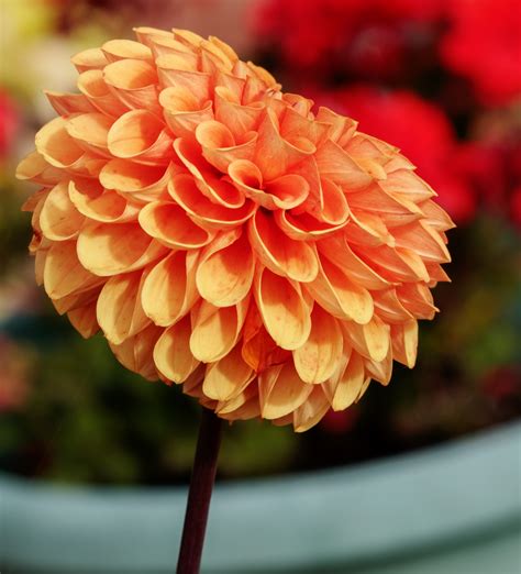 Dahlia Orange Flower Free Stock Photo Public Domain Pictures