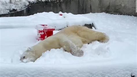 Stop Everything And Watch This Polar Bear Play In The Snow Cnn Video