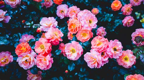 Download Wallpaper 3840x2160 Roses Flowers Pink Bloom