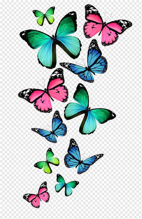 Butterfly Color Watercolor Animals Brush Footed Butterfly Symmetry