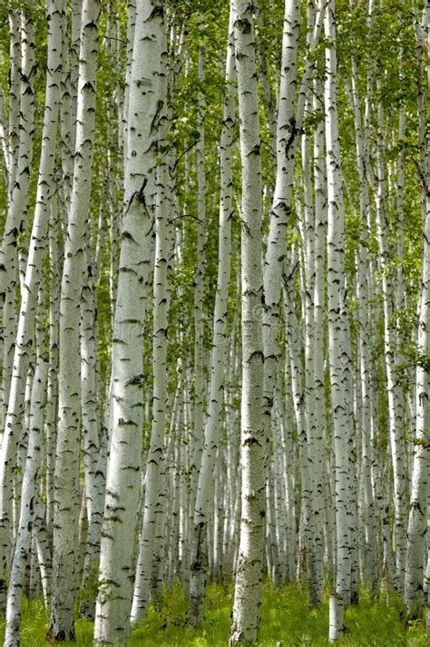 A Grove Of White Birch Trees With Green Leaves