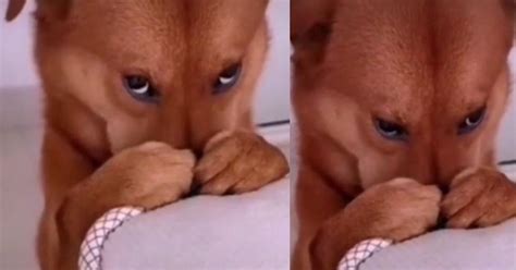 Vídeo Viral Perrito Regañado Cautiva Las Redes Con Su Adorable Mirada