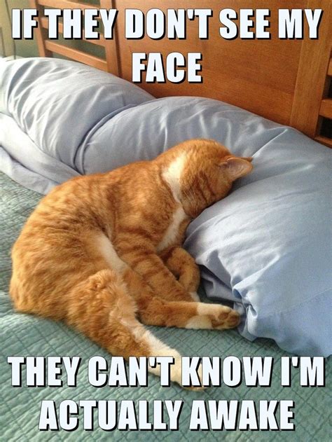 Faceblock Funny Good Morning Memes Funny Cat Pictures Funny Cat Memes