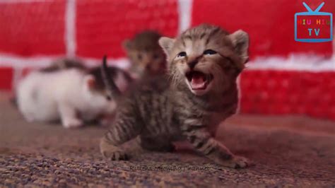 Funny Animal Mating Top Cute Little Kitten Meowing And Talking