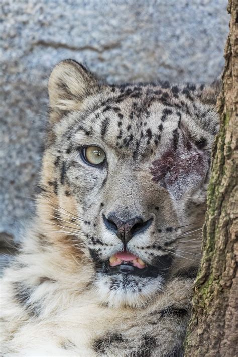 Mac os x 10.6 snow leopard build 10a432 golden master. Ramil, male snow leopard. - ZooChat