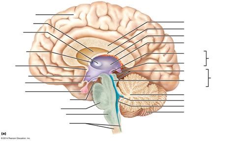 Ch Midsagittal Section Of Brain Diagram Quizlet
