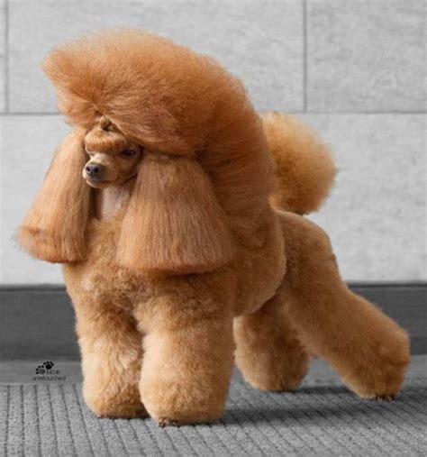 118 Cute Poodle Haircut Ideas All The Different Types And Styles