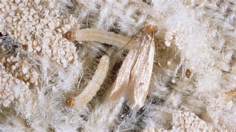 what are clothes moths and how to identify them online pest control