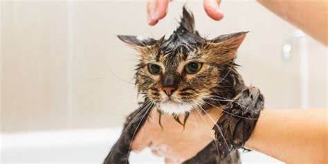 Bath Time Why And How You Should Bathe Your Cat Preventive Vet