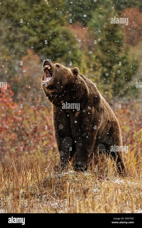 Grizzly Bear Ursus Arctos In Late Autumn Mountain Habitat Captive