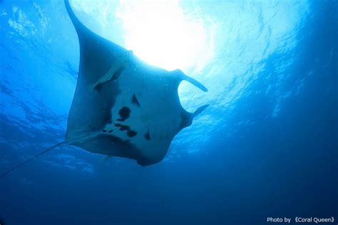 Manta Ray In Kushimoto Wakayama News And Topics Marine Diving Web