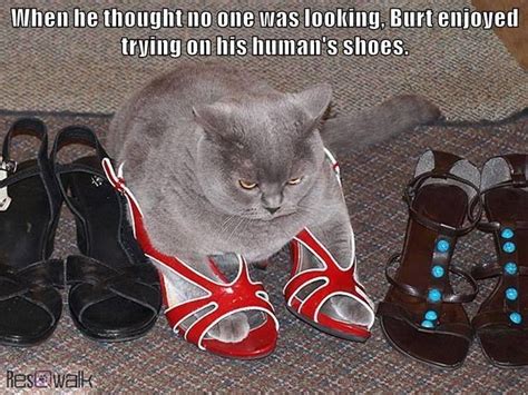 Does Your Cat Like To Try On Your Shoes Cats Cat Memes