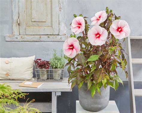Hibiscus can be used in garden. Hibiscus moscheutos Carousel™ Pink Candy ('Tahi12 ...