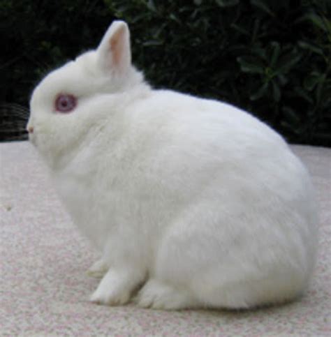 Polish Rabbit Characteristics Origin Uses And Full Breed Information